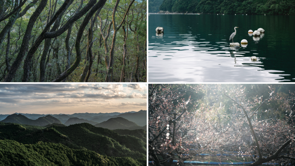[A Birding Journey Through Wakayama]
Into the BIRDS WAKAYAMA
Forest, Sea, Mountain, Plum Orchard.
Four Distinctly Wakayama Landscapes, Seen From Within