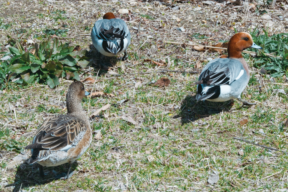 Various ducks make their home at our goal, Hiraike Ryokuchi Park