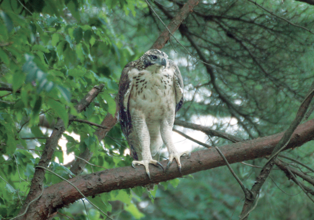 Some visitors have even spotted mountain hawk-eagles at Hyakken-gura. Catching sight of one may come down to luck. Photography: Nakamura Susumu