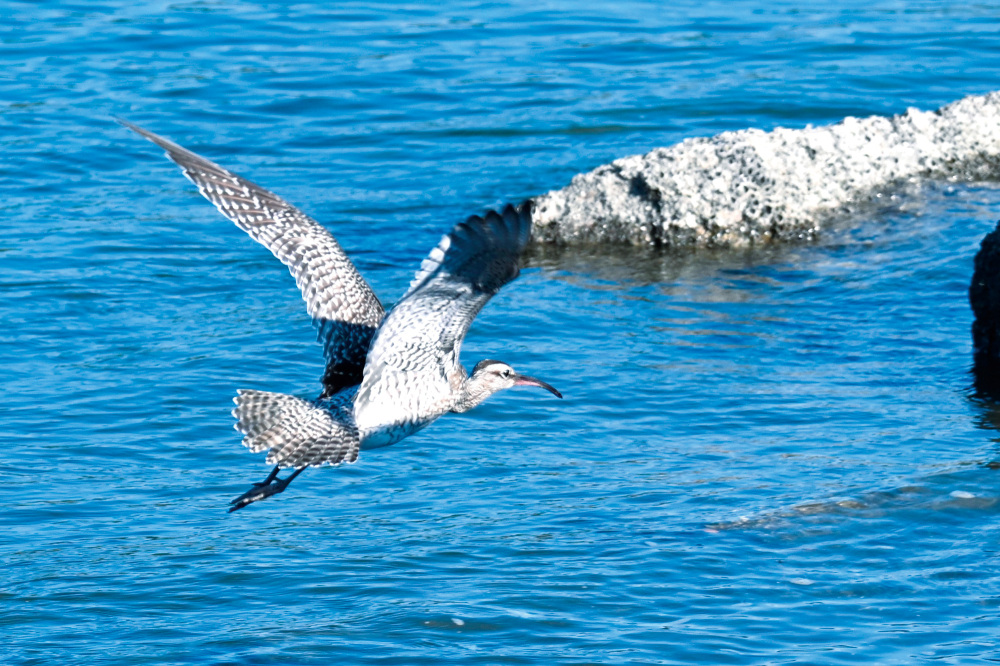 The whimbrel, a bird to look for in Wakanoura, is known for its long, curved beak. Photography: Nakagawa Mamoru