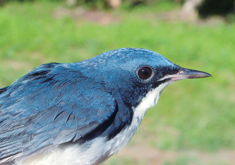 Around Mt. Gomadan, one bird to look for is the Siberian blue robin, known for its beautiful blue-and-white coloring. Photography: Nakamura Susumu