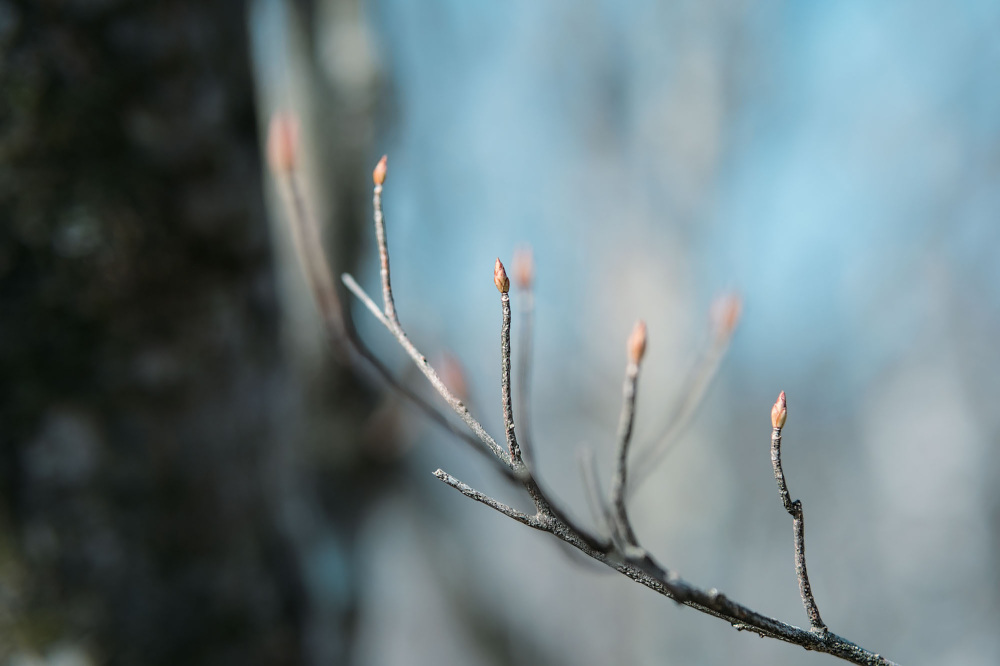 This leafless beech and oak forest is ideal for birdwatching. Our visit was in early March, when the trees were just beginning to bud. We could feel the late arrival of spring.