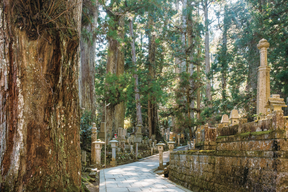 After descending the mountain, we walked the stone path at the Koyasan Okunoi-n temple, where we were greeted by the lively songs of brown-eared bulbuls and Japanese tits.