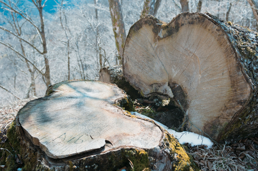 A fallen giant beech tree reveals the changes taking place in the natural environment.