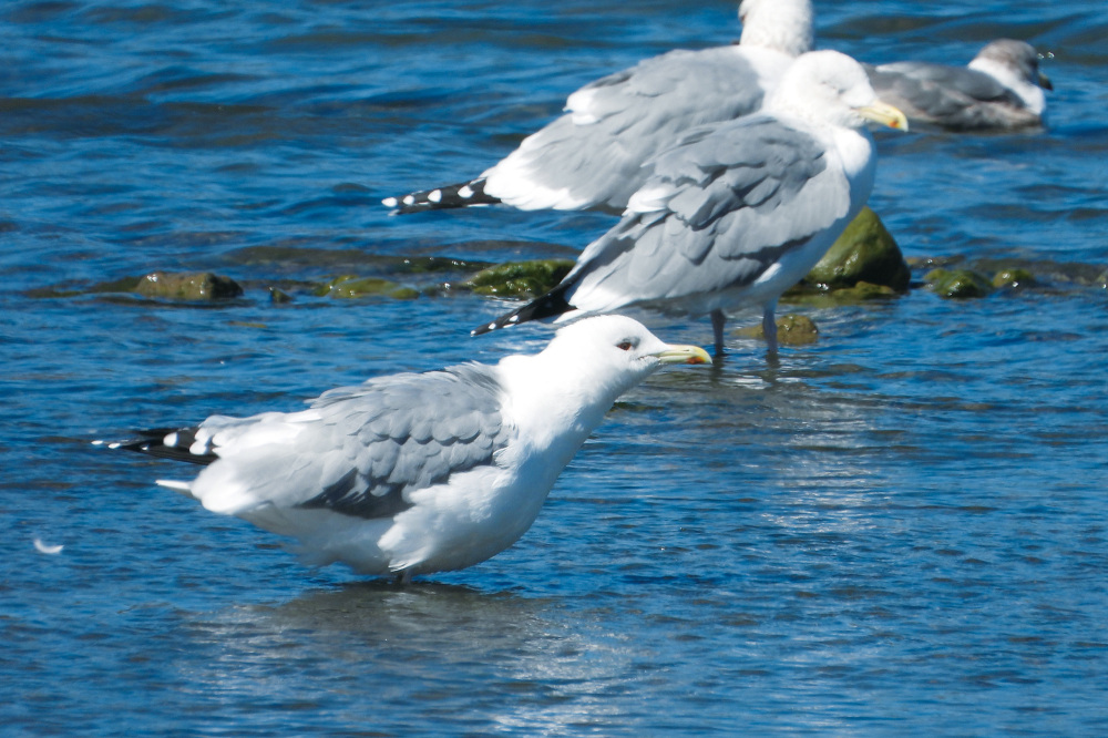 Near the river mouth were herring gulls with bodies of gray and white. With wingspans reaching 150 centimeters, their size comes as a surprise. Photography: Sakai Hajime