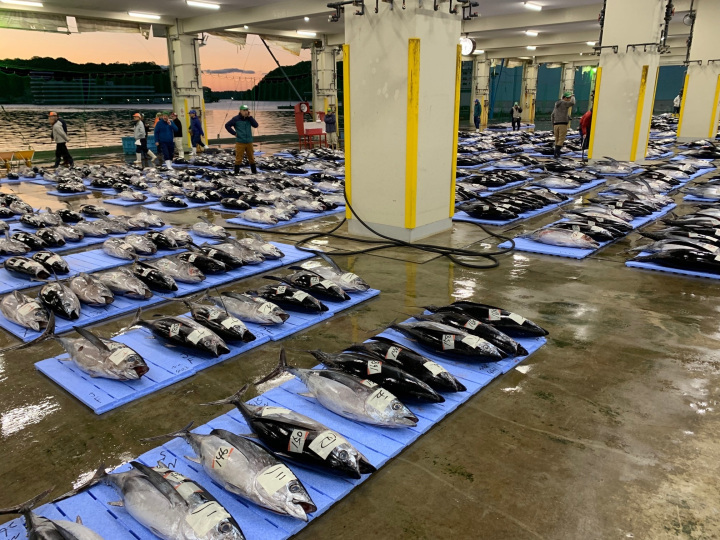 If you have time, enjoy some fresh tuna around Katsuura Fishing Port.