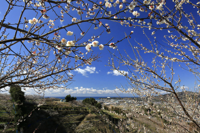 Minabe-bairin Ume Orchard Grove