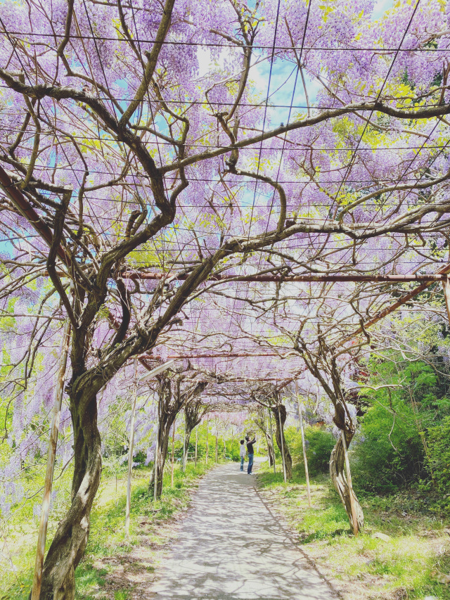 Fujidana (Wisteria Trellis) Road