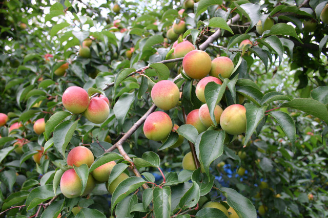 Nanko-ume plum picking and processing