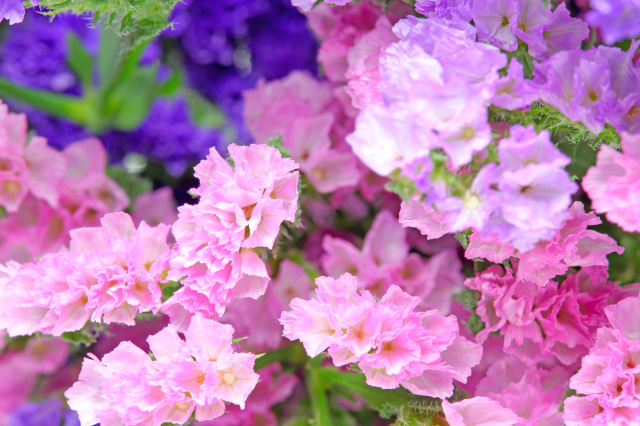 Flower picking