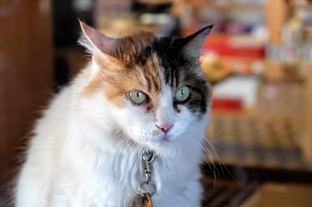 Ultra Stationmaster Tama (Wakayama Electric Railway)