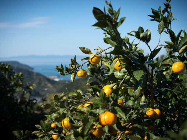 Kuradashi mandarin oranges and loquats