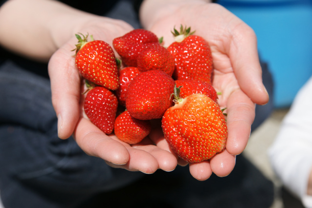 Strawberries, peaches, persimmons