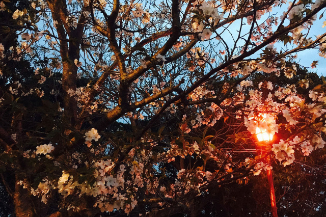 夜櫻點燈:紀三井寺