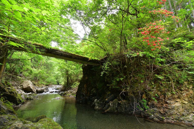 Kumano’s Fresh Summer Greenery