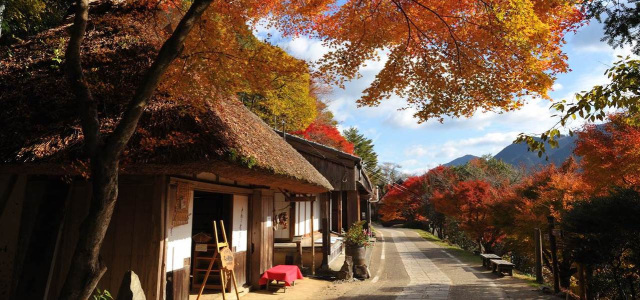 Autumn in Kumano: Mountains Draped in Vivid Fall Colors