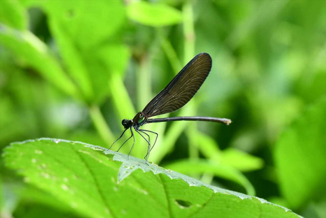 Kumano’s Brilliant Biodiversity
