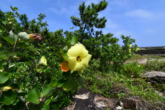 Summer in Kumano: Soothing Flowers