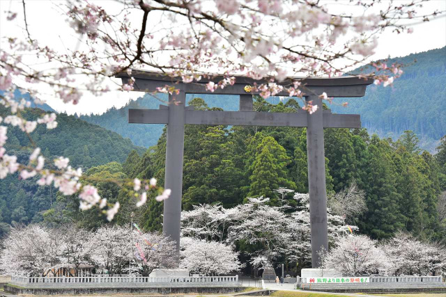 Spring in Kumano: A Journey among the Cherry Blossoms