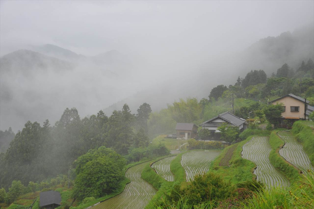 Kumano in the Rain