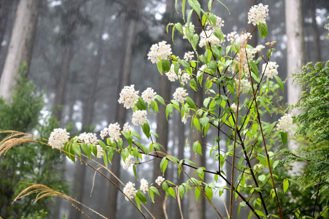 Springtime Flowers in Kumano