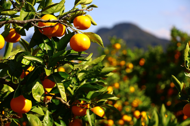 Mikan Orange Picking Experience