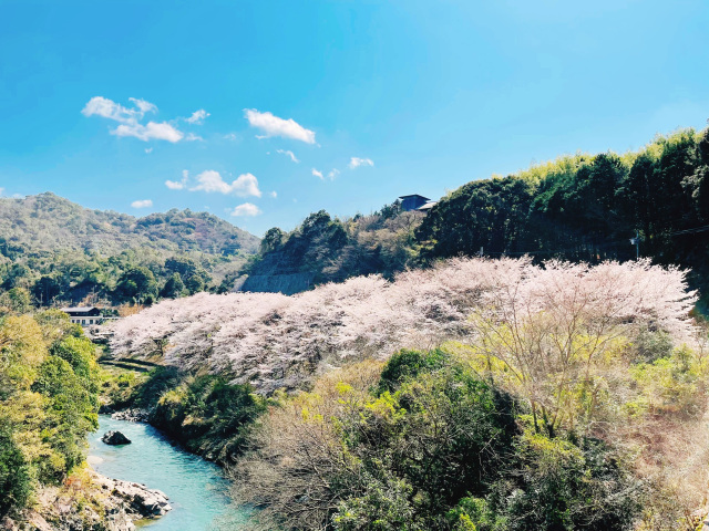 4月：櫻花