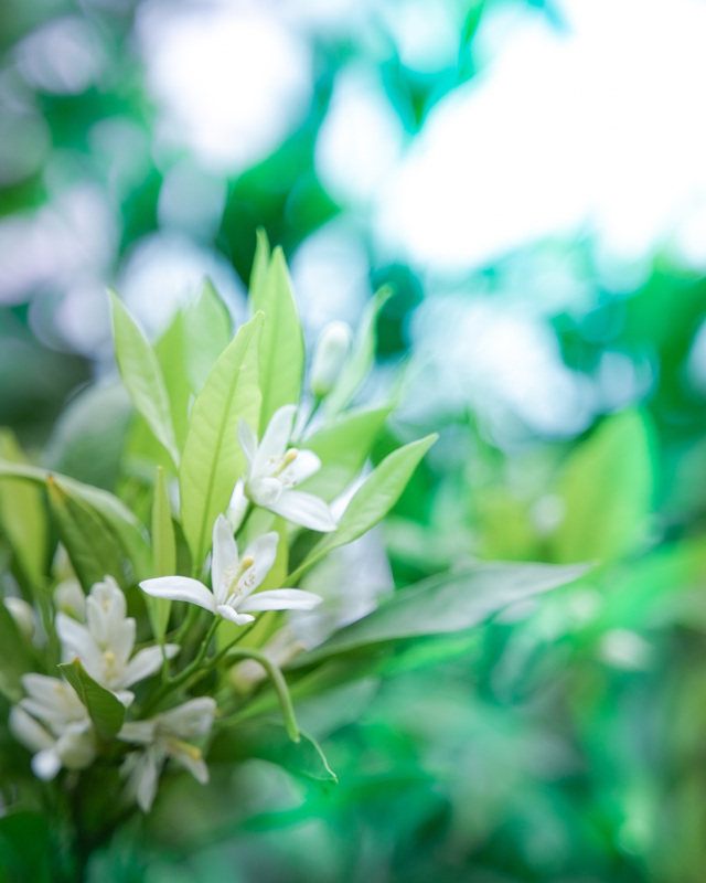 5月：蜜柑的花朵