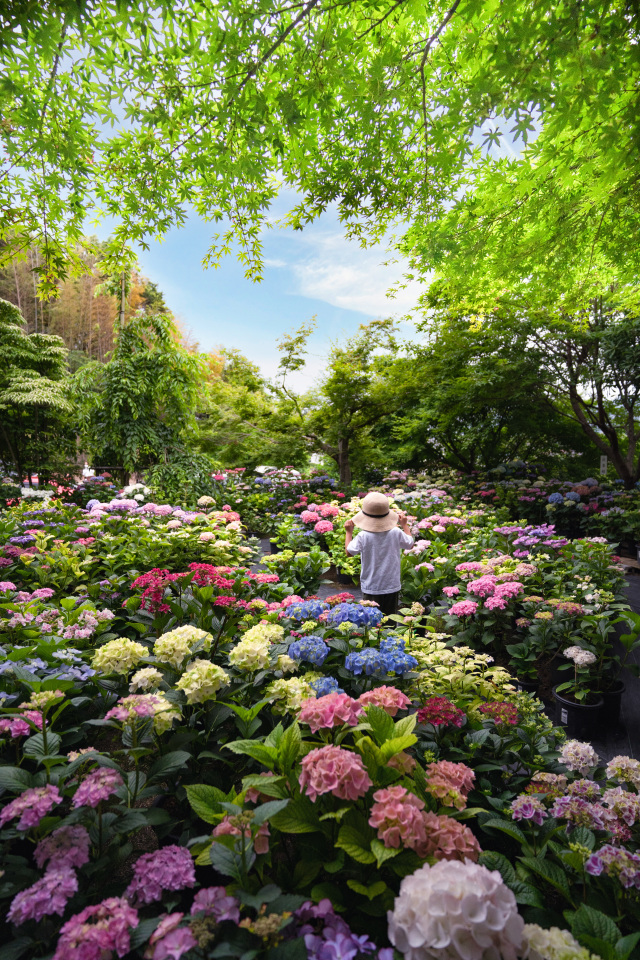 June: Hydrangeas Blooms