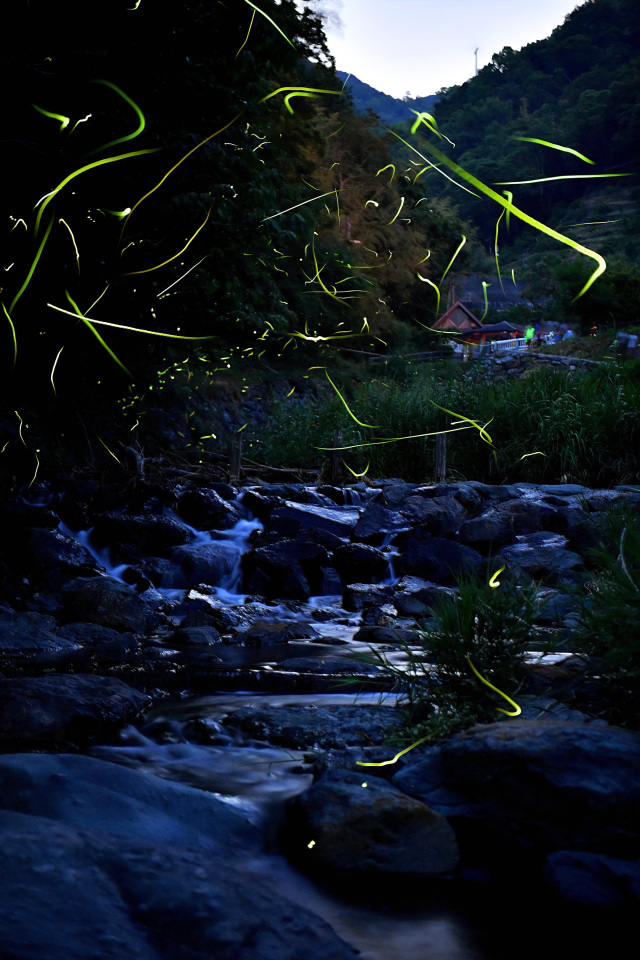 June: Fireflies