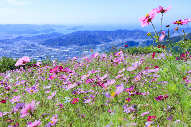 September: Cosmos Flowers