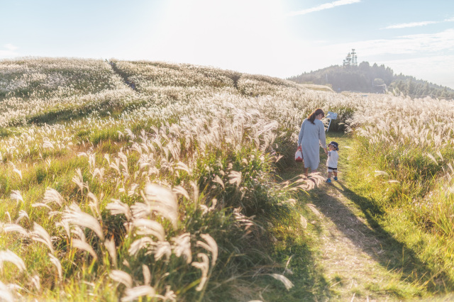 October: Silver Grass at Oishi Plateau