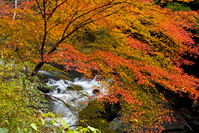 11月：紅葉