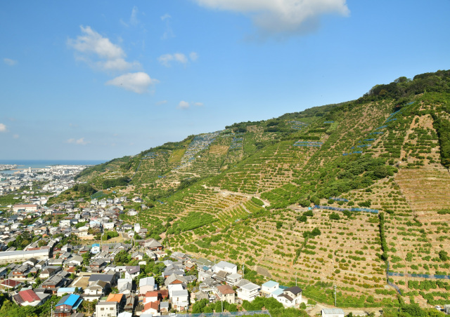 Arida-Shimotsu Region "The Stone Terraced Citrus Orchard System of Arida-Shimotsu Region"