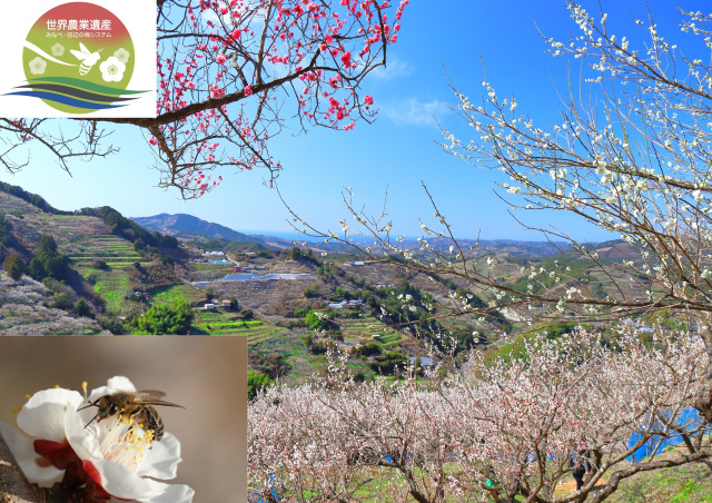 Minabe-Tanabe Region Globally Important Agricultural Heritage Systems "Minabe-Tanabe Ume System"