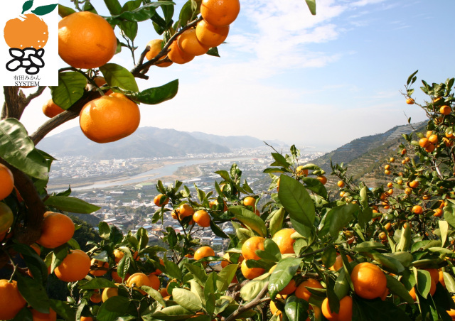 Arida Mandarin Region　Japanese Nationally Important Agricultural Heritage System "Arida Mandarin System that Laid the Foundations for Mandarin Cultivation"