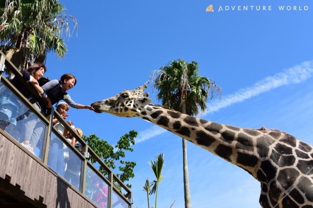 Introducing popular destinations, gourmet food, and activities in the Shirahama-Kushimoto area, including Adventure World and Shirahama Onsen