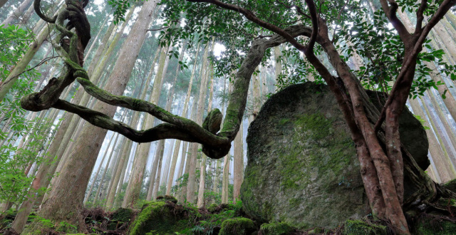 皇族體驗─熊野古道中邊路全程