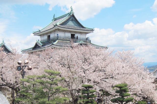 Wakayama-jo Castle (Cherry Blossom)