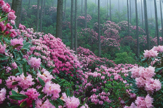 Rhododendrons (Hanazono Ajisaien & Gomadanzan-shinrinkoen …