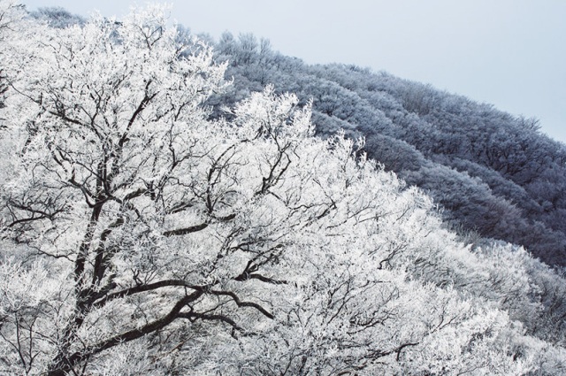 Frost Covered Trees (Mt. Gomadanzan)