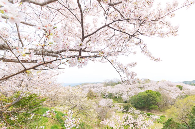 Cherry blossom viewing (Heisogen Park)