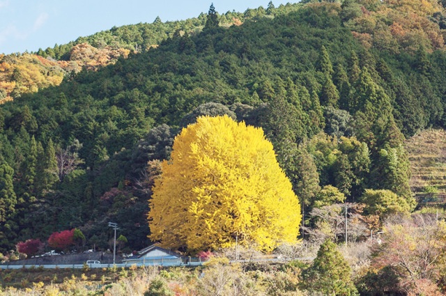 Autumn Leaves (Hosen-ji Temple)
