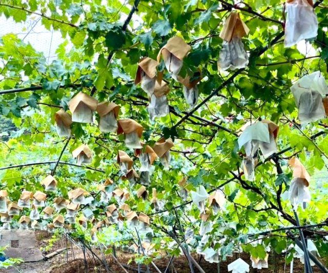 Kinan Tourist Grape Farm